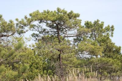 Pin maritime, Pin mésogéen Pinus pinaster Aiton, 1789