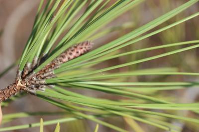 Pin maritime, Pin mésogéen Pinus pinaster Aiton, 1789