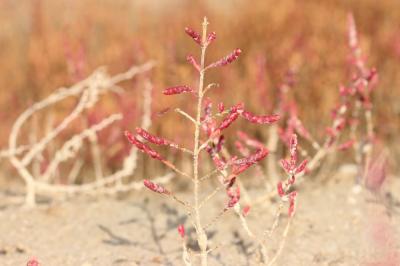 Salicorne d'Europe Salicornia europaea L., 1753
