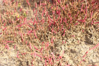 Salicorne d'Europe Salicornia europaea L., 1753