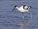Avocette élégante Recurvirostra avosetta Linnaeus, 1758