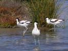 Avocette élégante Recurvirostra avosetta Linnaeus, 1758