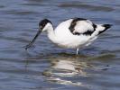 Avocette élégante Recurvirostra avosetta Linnaeus, 1758