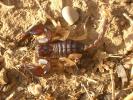  Euscorpius flavicaudis (De Geer, 1778)