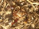  Euscorpius flavicaudis (De Geer, 1778)