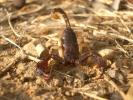  Euscorpius flavicaudis (De Geer, 1778)