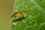  Chrysotimus molliculus (Fallén, 1823)