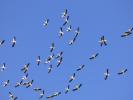 Cigogne blanche Ciconia ciconia (Linnaeus, 1758)