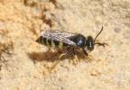  Bembecinus tridens (Fabricius, 1781)