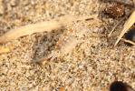 Puce de mer (La), Talitre (La) Talitrus saltator (Montagu, 1808)