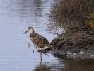 Chevalier combattant, Combattant varié Calidris pugnax (Linnaeus, 1758)