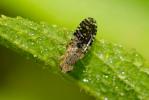  Tephritis simplex (Loew, 1844)