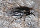 Scatopse noir Scatopse notata (Linnaeus, 1758)