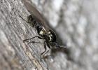 Scatopse noir Scatopse notata (Linnaeus, 1758)