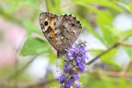 Agreste (L') Hipparchia semele (Linnaeus, 1758)