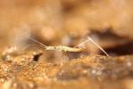 Hydromètre stagnant, Hydromètre des étangs Hydrometra stagnorum (Linnaeus, 1758)