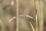 Paspale dilaté Paspalum dilatatum Poir., 1804