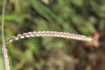 Paspale dilaté Paspalum dilatatum Poir., 1804