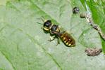  Ectemnius cephalotes (Olivier, 1792)