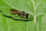  Ectemnius cephalotes (Olivier, 1792)