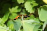  Therion circumflexum (Linnaeus, 1758)