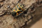  Eurydema ornata (Linnaeus, 1758)
