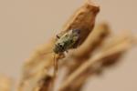 Lygus pratensis (Linnaeus, 1758)