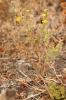 Herbe de Saint-Roch, Pulicaire annuelle, Pulicaire Pulicaria vulgaris Gaertn., 1791