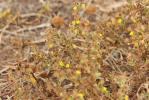 Herbe de Saint-Roch, Pulicaire annuelle, Pulicaire Pulicaria vulgaris Gaertn., 1791