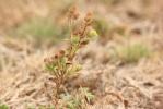 Herbe de Saint-Roch, Pulicaire annuelle, Pulicaire Pulicaria vulgaris Gaertn., 1791