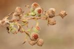 Herbe de Saint-Roch, Pulicaire annuelle, Pulicaire Pulicaria vulgaris Gaertn., 1791