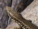 Lézard catalan Podarcis liolepis (Boulenger, 1905)