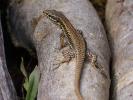 Lézard catalan Podarcis liolepis (Boulenger, 1905)