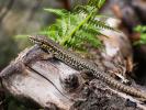 Lézard catalan Podarcis liolepis (Boulenger, 1905)