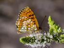Mélitée du Mélampyre (La), Damier Athalie (Le) Melitaea athalia (Rottemburg, 1775)