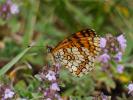 Mélitée du Mélampyre (La), Damier Athalie (Le) Melitaea athalia (Rottemburg, 1775)