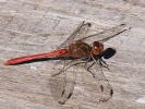 Sympétrum méridional (Le) Sympetrum meridionale (Selys, 1841)