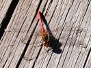 Sympétrum méridional (Le) Sympetrum meridionale (Selys, 1841)