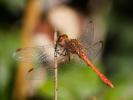 Sympétrum méridional (Le) Sympetrum meridionale (Selys, 1841)