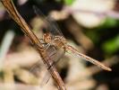 Sympétrum méridional (Le) Sympetrum meridionale (Selys, 1841)