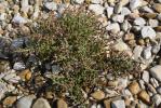 Salicorne d'Europe Salicornia europaea L., 1753