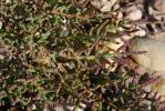 Salicorne d'Europe Salicornia europaea L., 1753