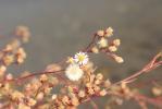 Aster maritime, Aster de Hongrie Tripolium pannonicum (Jacq.) Dobrocz., 1962