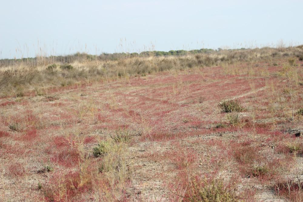 Salicorne d'Europe Salicornia europaea L., 1753
