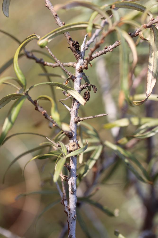 Argousier, Saule épineux Hippophae rhamnoides L., 1753