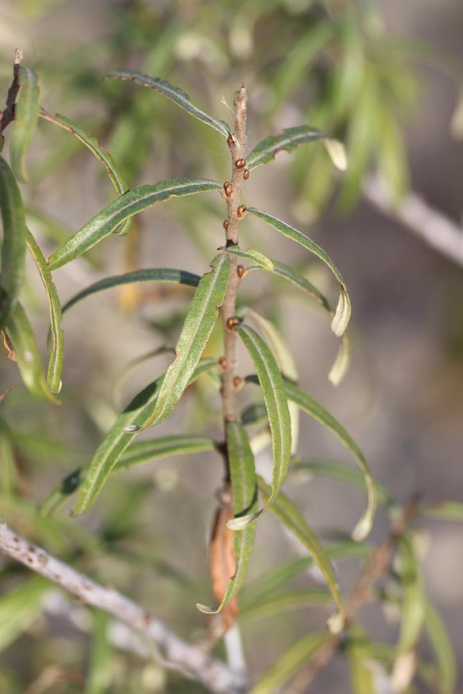 Argousier, Saule épineux Hippophae rhamnoides L., 1753