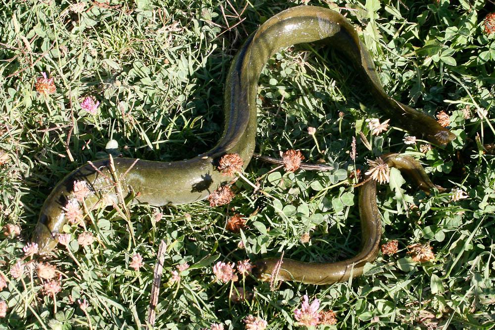 Anguille d’Europe, Anguille européenne Anguilla anguilla (Linnaeus, 1758)