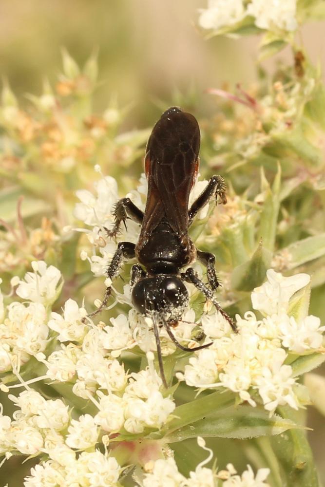 Le  sp. Pompilidae Latreille, 1805 sp.
