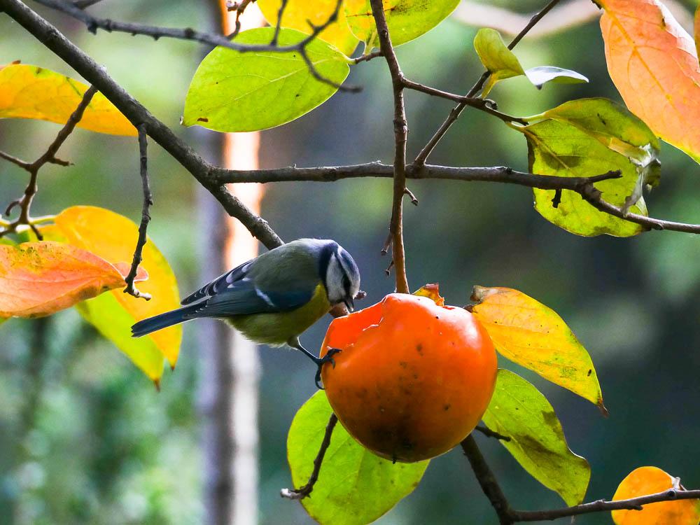 Mésange bleue Cyanistes caeruleus (Linnaeus, 1758)