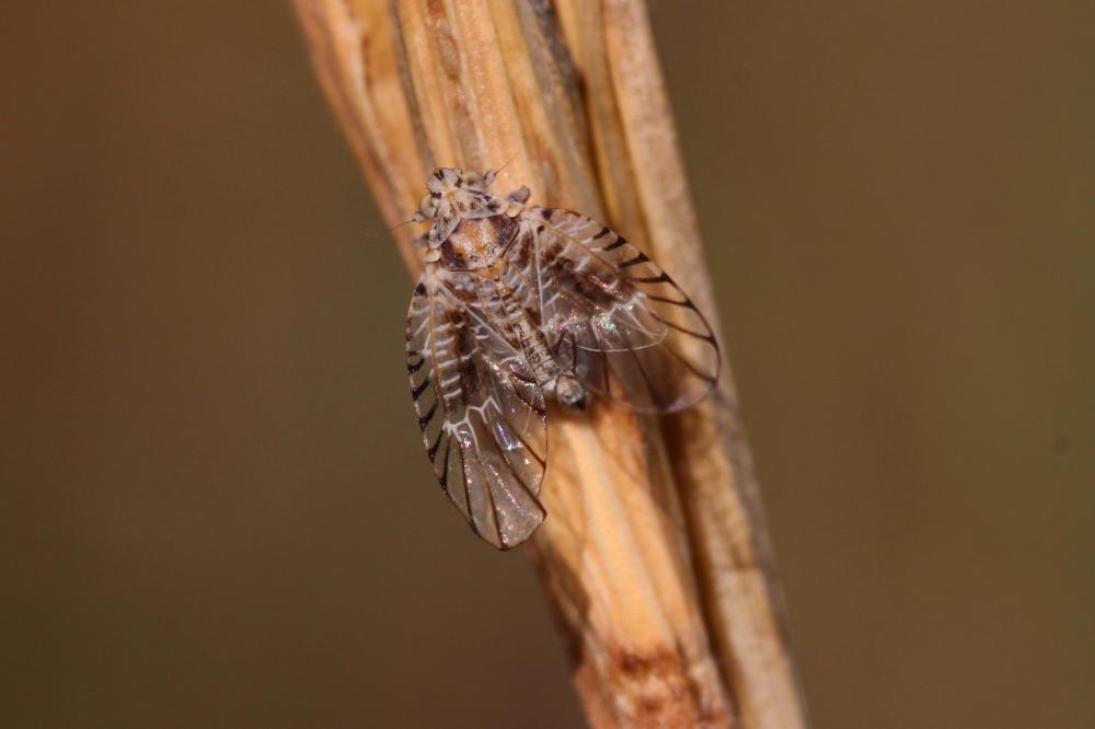 Trypetimorpha